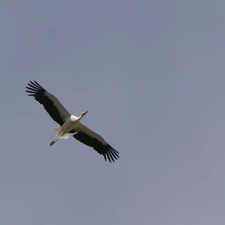 Auerhahn Auerhahn 114 Ferienhaus Hasselfelde