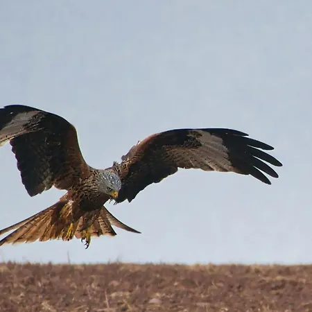 Auerhahn Auerhahn 114 Ferienhaus