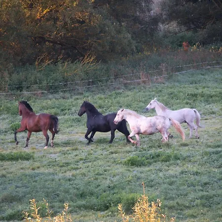 Auerhahn Ferienhaeuser Auerhahn 114 *