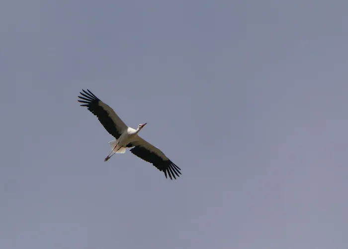 Auerhahn Ferienhaeuser Auerhahn 114 Tatil Evi Hasselfelde