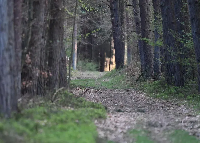 Tatil Evi Auerhahn Ferienhaeuser Auerhahn 114 *