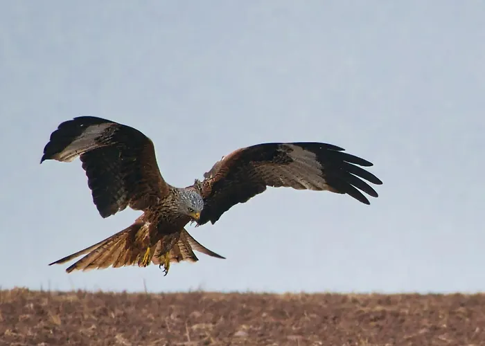 Auerhahn Ferienhaeuser Auerhahn 114 Tatil Evi