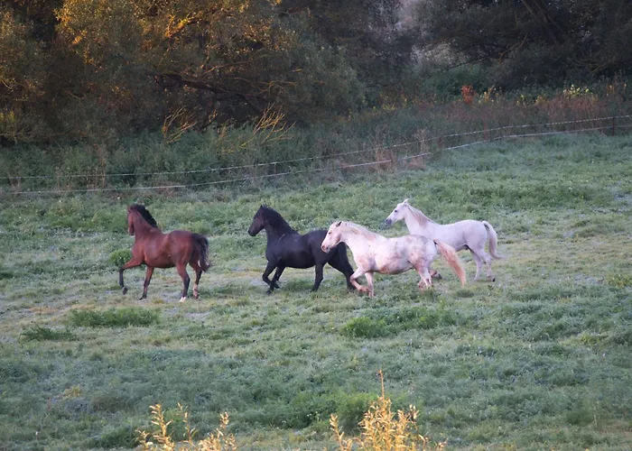 Auerhahn Ferienhaeuser Auerhahn 114 *